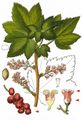Currant - Ribes petraeum Wulfen