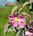 Glaucous Dog Rose - Rosa dumalis Bechst.