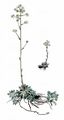 Rispen-Steinbrech - Saxifraga paniculata Mill.