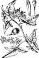 Bittersweet - Solanum dulcamara L.