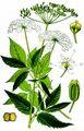 Giersch - Aegopodium podagraria L.