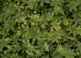 Alchemilla hoppeana (Hoppes Frauenmantel) - gefingerte bis fingerförmig gelappte Blätter