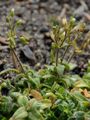 Dwarf Mouse-Ear - Cerastium pumilum Curtis