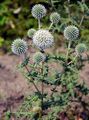 Globe-Thistle - Echinops exaltatus Schrad.