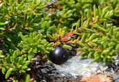 Gewöhnliche Krähenbeere - Empetrum nigrum L.
