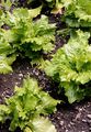 Garden Lettuce - Lactuca sativa L.
