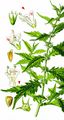 Gipsywort - Lycopus europaeus L.