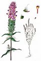 Field Cow-Wheat - Melampyrum arvense L.