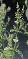 Round-Leaved Mint - Mentha suaveolens Ehrh.