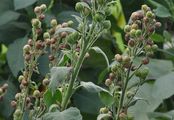 Wild Tobacco - Nicotiana rustica L.