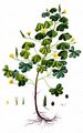 Upright Yellow-Sorrel - Oxalis stricta L.