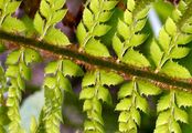 Hard Shield-Fern - Polystichum aculeatum (L.) Roth