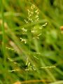 Reflexed Saltmarsh-Grass - Puccinellia distans (Jacq.) Parl.