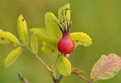 Soft Downy-Rose - Rosa mollis Sm.