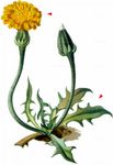 Schweizer Schuppenlöwenzahn - Scorzoneroides helvetica (Mérat) Holub 