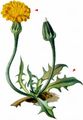 Swiss Hawkbit - Scorzoneroides helvetica (Mérat) Holub