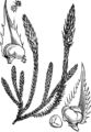 Selaginella selaginoides (Gezähnter Moosfarn) aus Fitch et al. (1924)