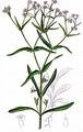 Gefurchter Feldsalat - Valerianella rimosa Bastard