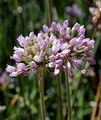 Angle Onion - Allium angulosum L.