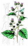 Große Klette - Arctium lappa L. 