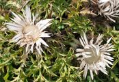 Silberdistel - Carlina acaulis L. 
