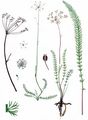 Quirlblättriger Kümmel - Carum verticillatum (L.) W. D. J. Koch