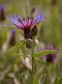 Berg-Flockenblume - Cyanus montanus (L.) Hill