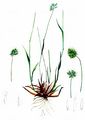 Grannen-Kammgras - Cynosurus echinatus L.