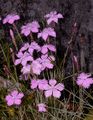 Pfingst-Nelke - Dianthus gratianopolitanus Vill.