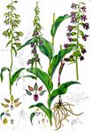 Elbe-Stendelwurz - Epipactis albensis Nováková & Rydlo 