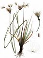 Broad-Leaved Cottongrass - Eriophorum latifolium Hoppe