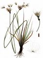 Breitblättriges Wollgras - Eriophorum latifolium Hoppe