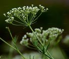 Gewöhnliche Sichelmöhre - Falcaria vulgaris Bernh.
