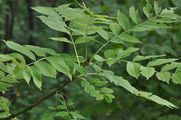 Ash - Fraxinus excelsior L.