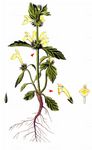 Gelber Hohlzahn - Galeopsis segetum Neck. 