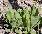 Hirsute Hawkweed - Hieracium valdepilosum Vill.
