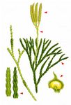 Gewöhnlicher Flachbärlapp - Lycopodium complanatum L. 
