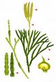 Issler's Clubmoss - Lycopodium complanatum L.