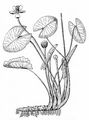 Least Water-Lily - Nuphar pumila (Timm) DC.