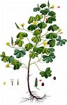 Dillens Sauerklee - Oxalis dillenii Jacq. 