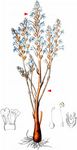 Hanf-Sommerwurz - Phelipanche ramosa (L.) Pomel 