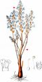 Hemp Broomrape - Phelipanche ramosa (L.) Pomel