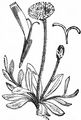 Kleines Habichtskraut - Pilosella officinarum Vaill.