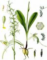 Weiße Waldhyazinthe - Platanthera bifolia (L.) Rich.