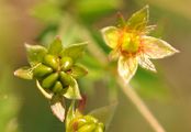 Tormentil - Potentilla erecta (L.) Räusch.