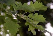 Flaum-Eiche - Quercus pubescens Willd.