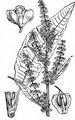 Fluß-Ampfer - Rumex hydrolapathum Huds.