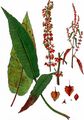 Fluß-Ampfer - Rumex hydrolapathum Huds.