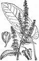 Stumpfblättriger Ampfer - Rumex obtusifolius L.