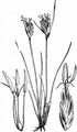Schwarzes Kopfried - Schoenus nigricans L.
